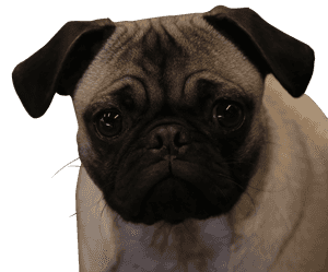 About Henry the Pug