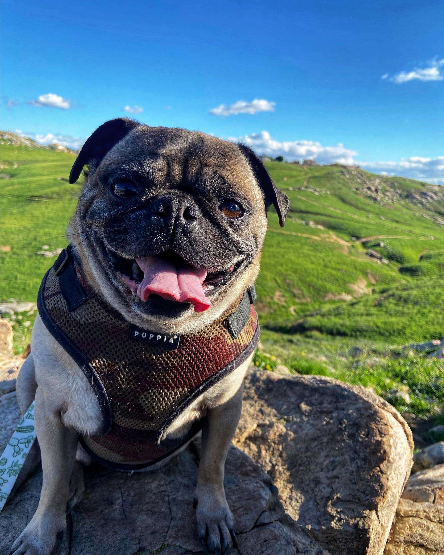 This is Henry the Pug, reporting to you live from the Shire.

