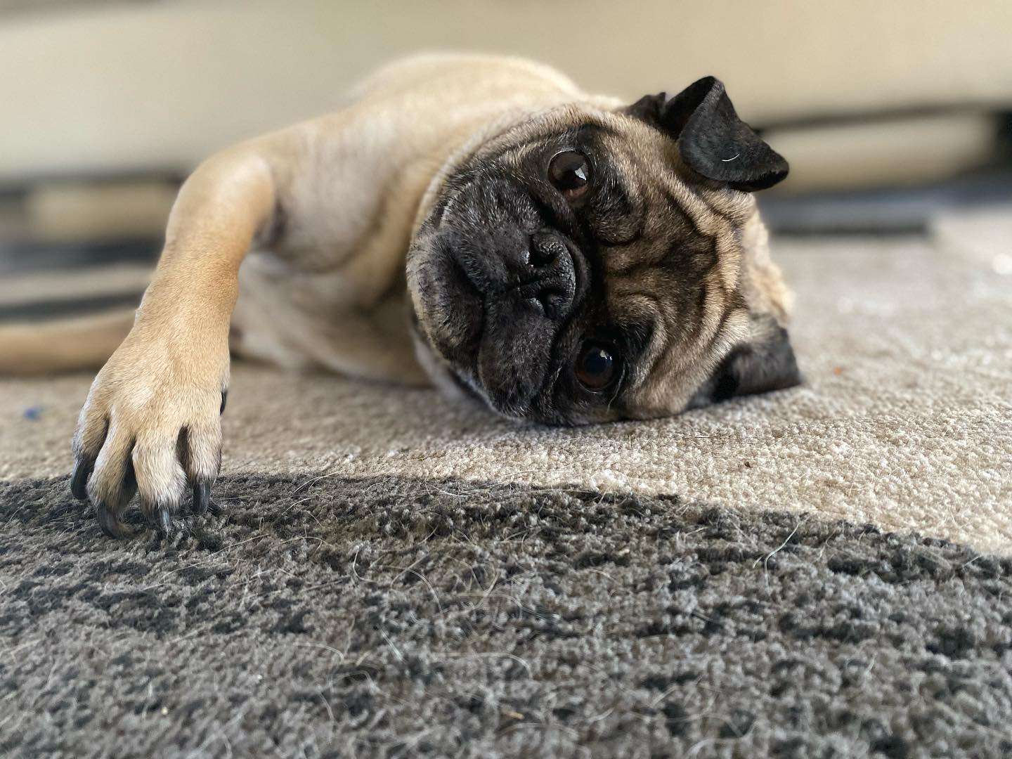 Just puggin around 🤪

