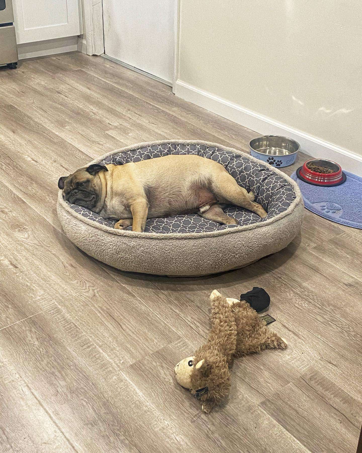 If I just lay right here. They are bound to open the fridge at one point 🤤

